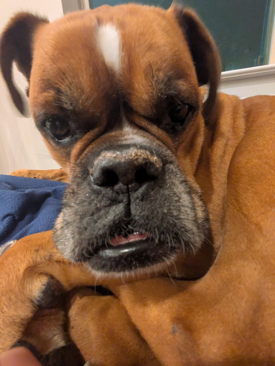 Dunkin, a boxer, resting on a blanket and giving the camera a long-suffering look