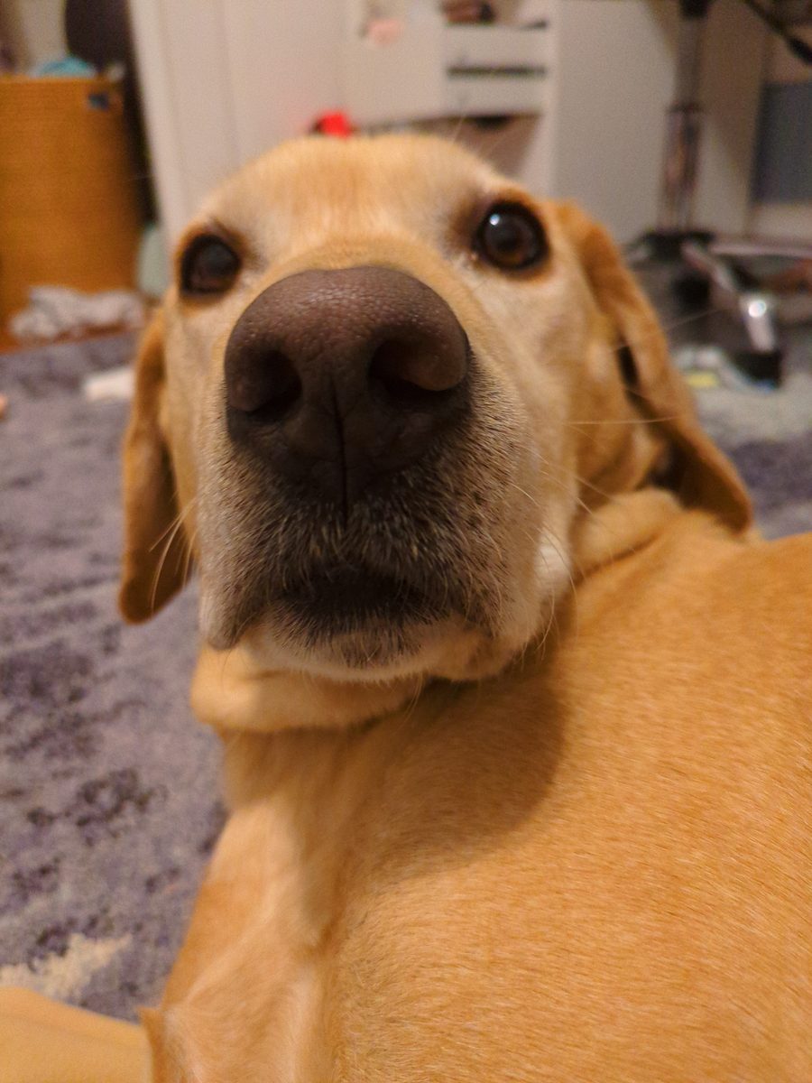 Sam, a yellow Labrador, leaning in nose-first to inspect the camera